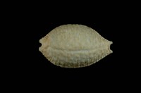 藏品(疙瘩寶螺)的圖片